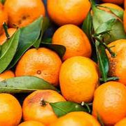 Fresh Orange Fruit Seeds for Planting - Heirloom & Non-GMO Garden Seeds