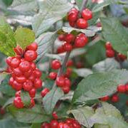 Winterberry Holly fruit seeds for planting - Heirloom & Non-GMO Garden seeds