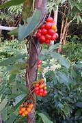 Tiliacora Fruit Seeds for Planting – Rare Heirloom & Non-GMO Climbing Variety for Home Gardens