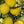 Yellow Cydonia pome fruit seeds for planting - Heirloom & Non-GMO Garden seeds