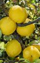 Yellow Cydonia pome fruit seeds for planting - Heirloom & Non-GMO Garden seeds