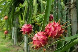 Pitaya fruit seeds for planting - Heirloom & Non-GMO Garden seeds