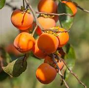 Japanese Persimmon fruit seeds for planting - Heirloom & Non-GMO flavorful home garden seeds