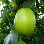 Jujube Apple Grafted fruit seeds for planting - Heirloom & Non-GMO Garden seeds, unique fruitful trees for home gardens
