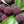 Bayberry fruit seeds for planting - Heirloom & Non-GMO Garden seeds, sweet aromatic orange berry variety