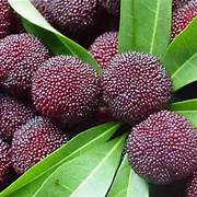 Bayberry fruit seeds for planting - Heirloom & Non-GMO Garden seeds, sweet aromatic orange berry variety