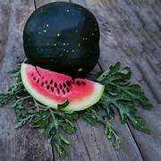 Moon and Stars Watermelon fruit seeds for planting – Heirloom & Non-GMO sweet unique garden seeds
