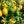 Yellow Lemon fruit seeds for planting – Heirloom & Non-GMO citrus garden seeds