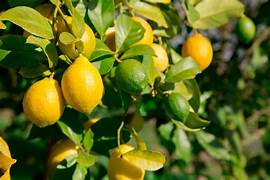 Yellow Lemon fruit seeds for planting – Heirloom & Non-GMO citrus garden seeds
