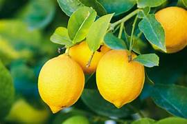 Yellow Citron Citrus plant seeds for planting - Heirloom & Non-GMO Garden seeds