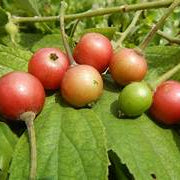 Jamaica Cherry fruit seeds for planting - Heirloom & Non-GMO Garden seeds