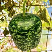 Apple Gourd fruit seeds for planting – Heirloom & Non-GMO garden seeds, uniquely shaped fruit for creative gardens