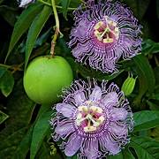 Green Passiflora Incarnata fruit seeds for planting - Heirloom & Non-GMO garden seeds, hardy medicinal variety
