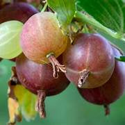 Gooseberries fruit seeds for planting - Heirloom & Non-GMO garden seeds, tart berries for rich harvests