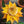 Yellow Lasiocarpa fruit seeds for planting - Heirloom & Non-GMO Garden seeds, rare exotic variety for collectors