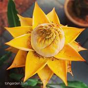 Yellow Lasiocarpa fruit seeds for planting - Heirloom & Non-GMO Garden seeds, rare exotic variety for collectors