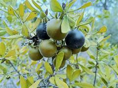 Texas Persimmons Fruit Tree Seeds for Planting – Heirloom & Non-GMO Garden seeds, sweet native fruits for home yards