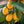 Big Jim Loquat fruit seeds for planting - Heirloom & Non-GMO garden seeds, rare variety for small garden trees