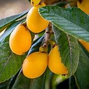 Big Jim Loquat fruit seeds for planting - Heirloom & Non-GMO garden seeds, rare variety for small garden trees