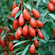 Goji Berry fruit seeds for planting - Heirloom & Non-GMO Garden seeds, superfruit for wellness gardens
