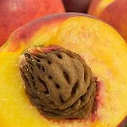 Georgia Belle Peach fruit seeds for planting - Heirloom & Non-GMO Garden seeds for sweet stone fruit trees
