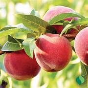 Red Haven Peach fruit seeds for planting – Heirloom & Non-GMO garden seeds, sweet juicy peaches for home growing