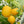 Yellow Melon fruit seeds for planting – Heirloom & Non-GMO sweet backyard garden seeds