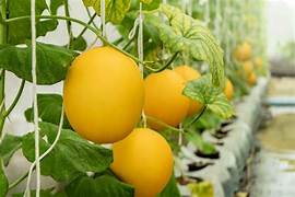 Yellow Melon fruit seeds for planting – Heirloom & Non-GMO sweet backyard garden seeds