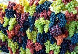 Rainbow Mixed Grape fruit seeds for planting - Heirloom & Non-GMO Garden seeds