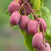 Pink Kiwi fruit seeds for planting – Heirloom & Non-GMO garden seeds, hardy self-fertile vine variety