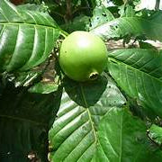 Patinoi Borojoa fruit seeds for planting - Heirloom & Non-GMO Garden seeds, rare tropical fruit trees