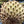 Annona Purpurea fruit seeds for planting – Heirloom & Non-GMO garden seeds, rare exotic fruit variety