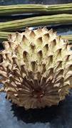 Annona Purpurea fruit seeds for planting – Heirloom & Non-GMO garden seeds, rare exotic fruit variety