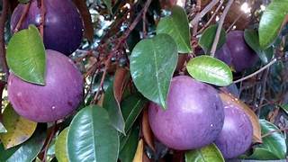 Purple Star Apple fruit seeds for planting - Heirloom & Non-GMO Garden seeds