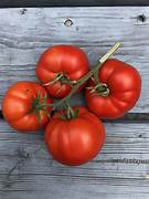 Arctic Plenty fruit seeds for planting - Heirloom & Non-GMO Garden seeds