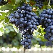 Midnight Beauty Grapes fruit seeds for planting - Heirloom & Non-GMO Garden seeds, sweet unique grapes for home gardens