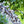 Black Myrica Cerifera fruit seeds for planting - Aromatic Heirloom & Non-GMO Garden seeds