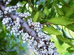 Black Myrica Cerifera fruit seeds for planting - Aromatic Heirloom & Non-GMO Garden seeds