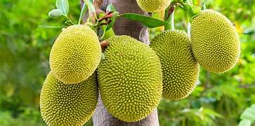 Jackfruit seeds for planting - Heirloom & Non-GMO tropical fruit tree garden seeds