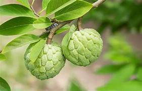Green Custard Apple fruit seeds for planting - Heirloom & Non-GMO Garden seeds