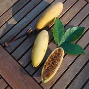 Yellow Passiflora Mollissima Fruit Seeds for Planting – Heirloom & Non-GMO Garden Seeds
