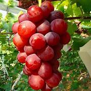 Red Orange Grapefruit fruit seeds for planting - Heirloom & Non-GMO Garden seeds