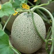 European Cantaloupe Melon fruit seeds for planting - Heirloom & Non-GMO garden seeds, sweet and juicy variety