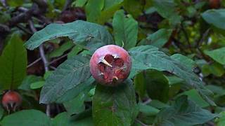 Brown Medlar fruit seeds for planting - Heirloom & Non-GMO garden seeds for rare sweet harvests