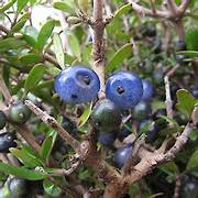 Coprosma Propinqua fruit seeds for planting - Heirloom & Non-GMO Garden seeds for ornamental edibles