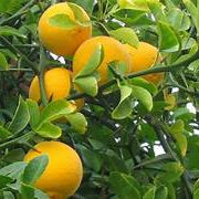 Hardy Bitter Orange fruit seeds for planting – Heirloom & Non-GMO garden seeds, resilient citrus variety