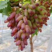 Gold Finger Grape seeds for planting - Heirloom & Non-GMO fruit seeds for sweet red garden vines