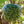 Apple Gourd fruit seeds for planting – Heirloom & Non-GMO garden seeds, uniquely shaped fruit for creative gardens