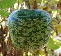 Apple Gourd fruit seeds for planting – Heirloom & Non-GMO garden seeds, uniquely shaped fruit for creative gardens