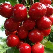 Jamaica Cherry fruit seeds for planting - Heirloom & Non-GMO Garden seeds